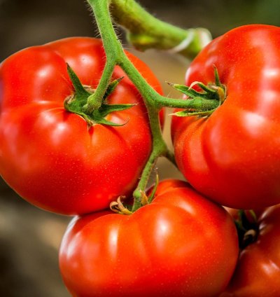 Tomatoes -  1kg